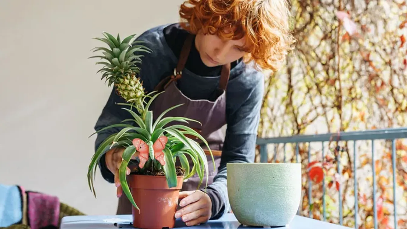 Ananász gyökereztetése otthon 5 egyszerű lépésben