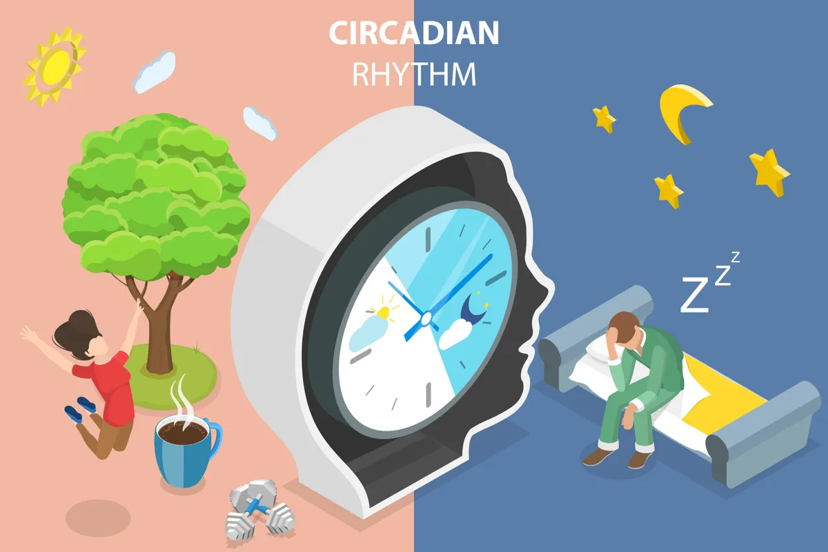 Illusztráció a cirkadián ritmusról.