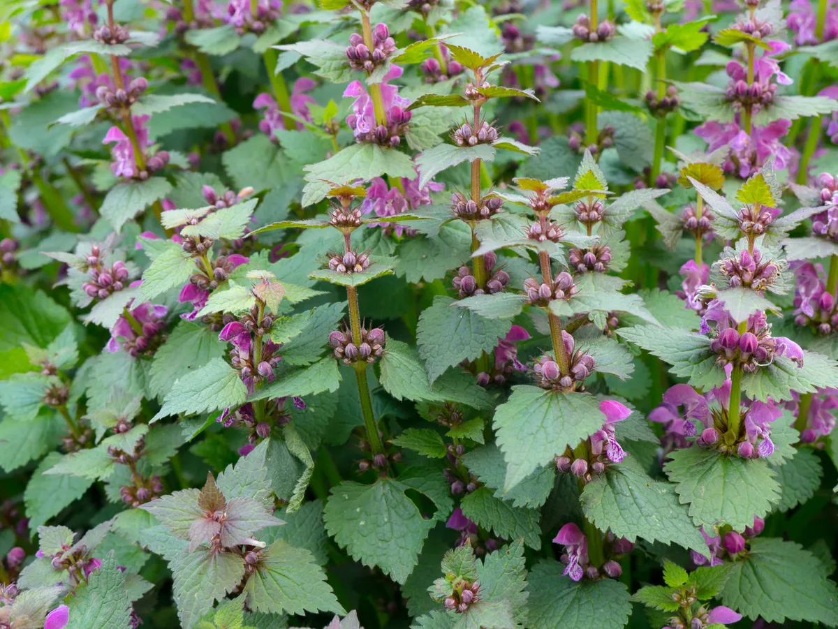 Virágzó árvacsalán