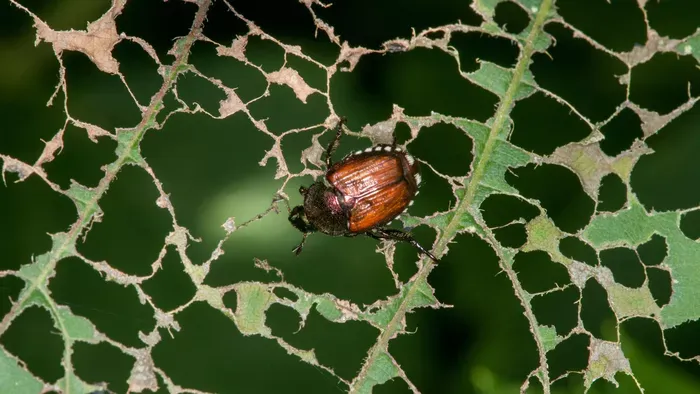 Japán cserebogár lehet a kertek új ellensége?