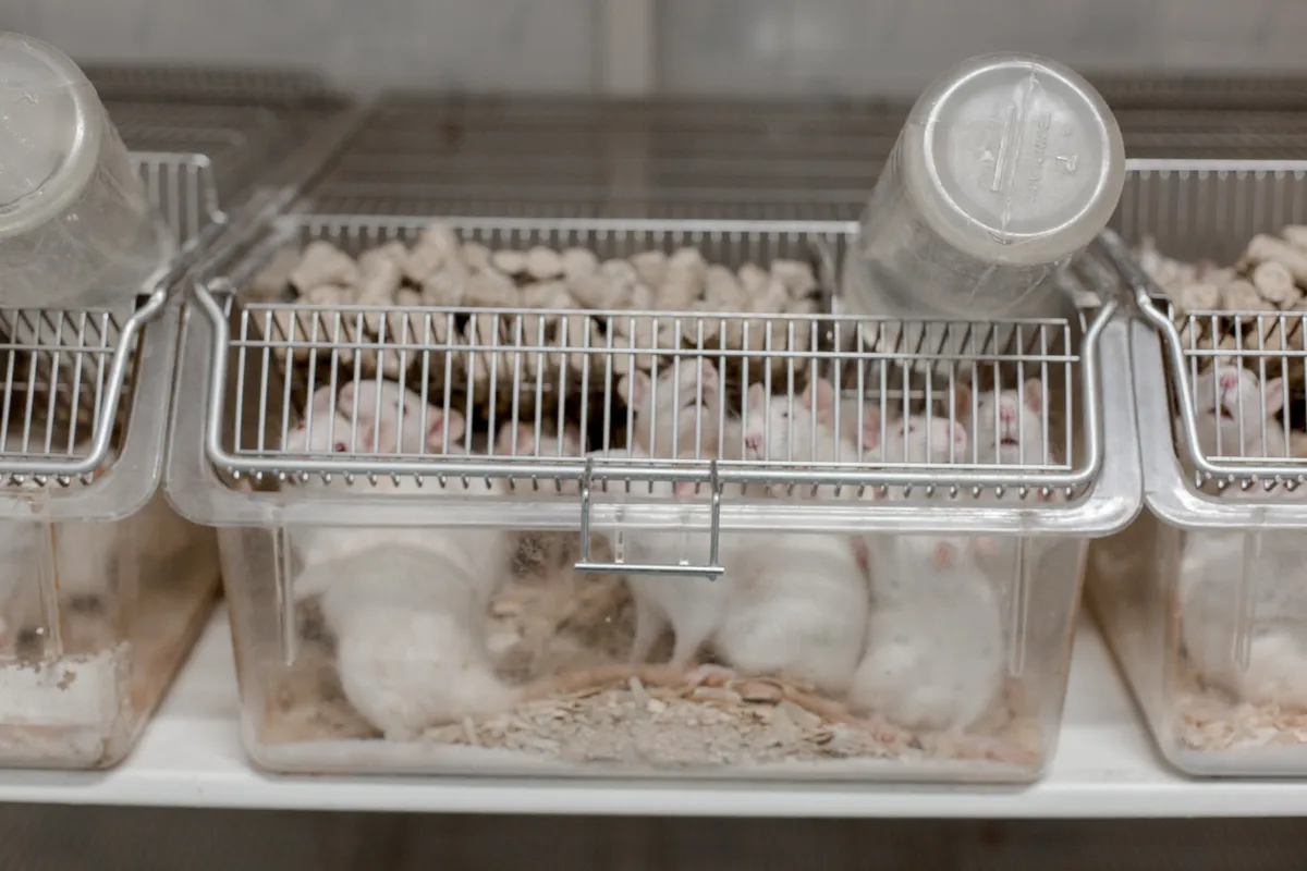 Kísérleti Állatok Védelmének Világnapja: kísérleti egerek.