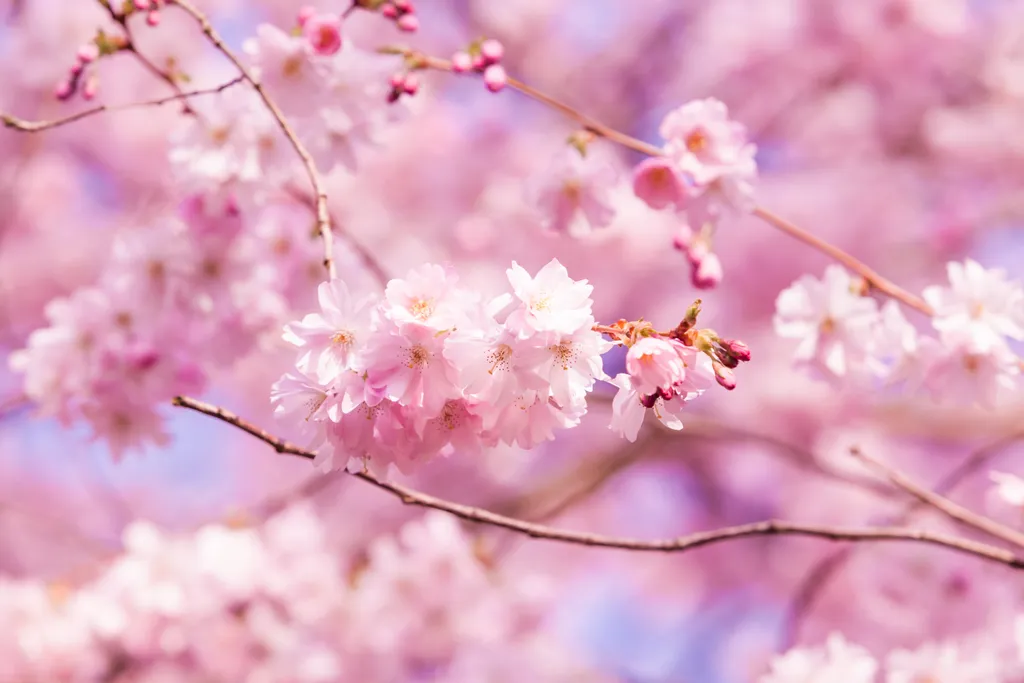 Beautiful Cherry blossom , pink sakura flower