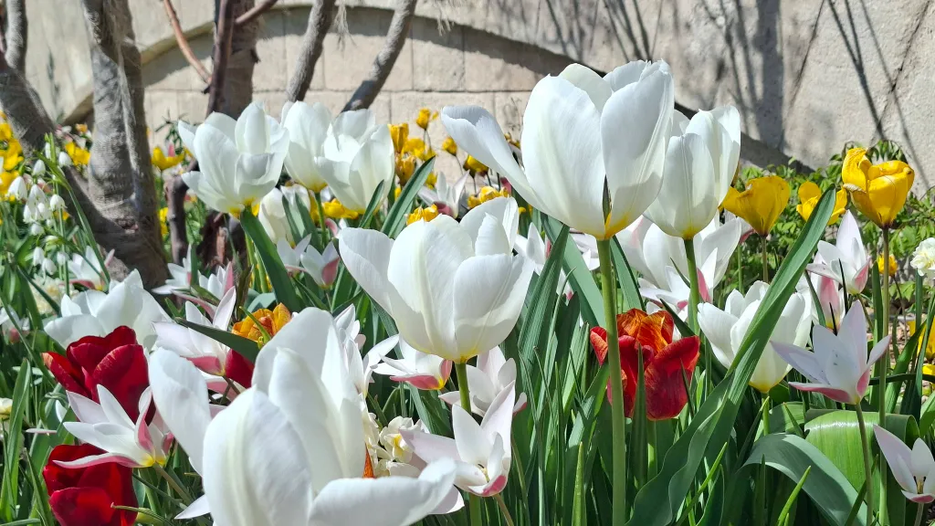 A látványos közparkot virágok, cserjék sokaságával ültették be. 