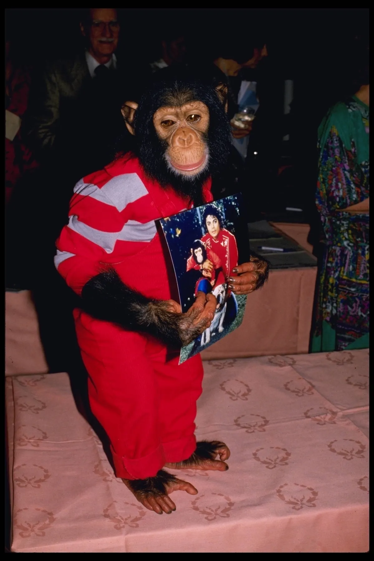 Michael Jackson csimpánza, Bubbles egykor mindenhová követte az énekest