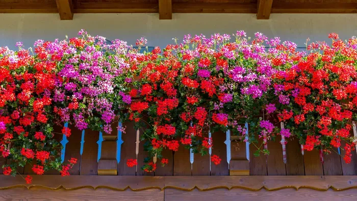 Tedd ezt a futómuskátliddal, és rengeteg virágot hoz majd!