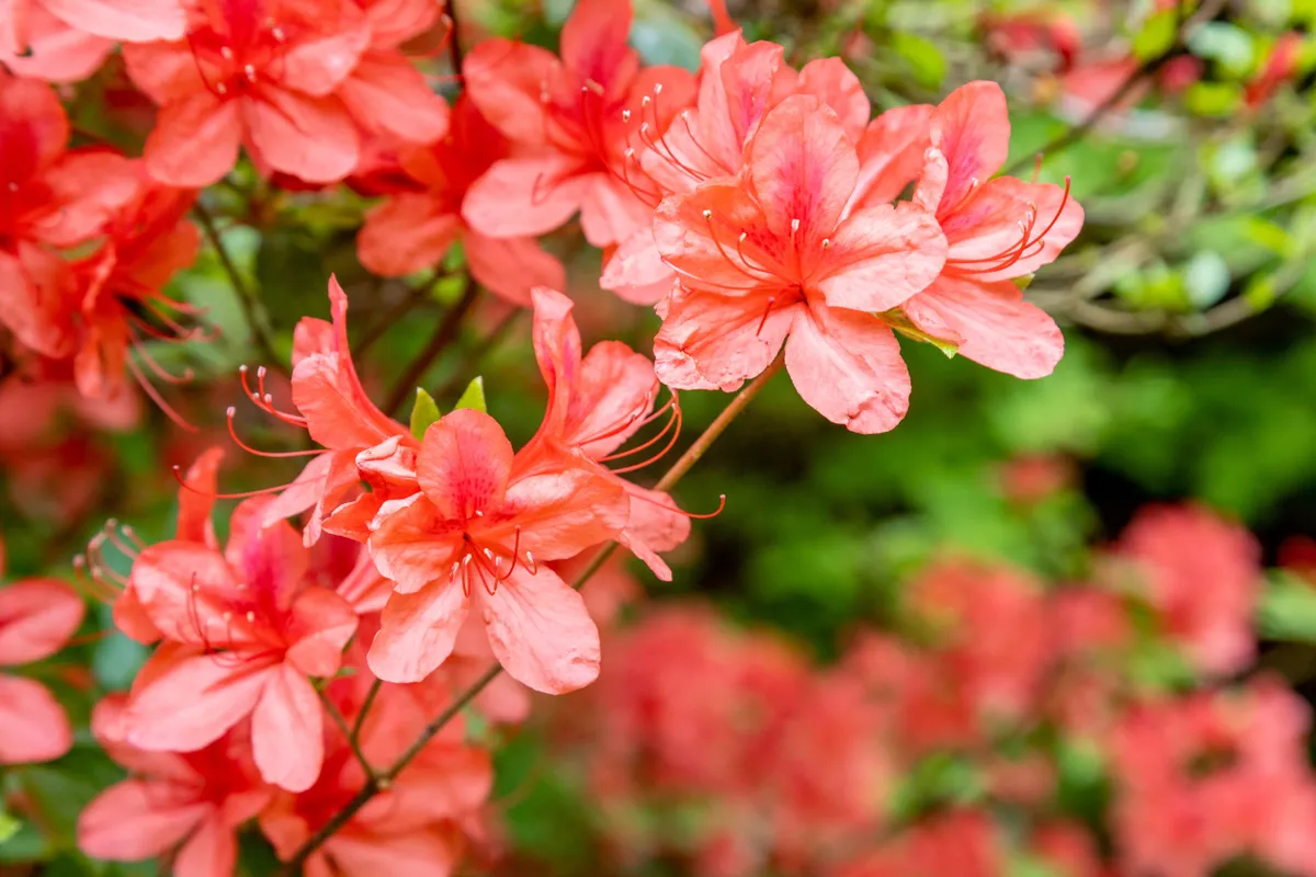 Nyíló pink azálea.