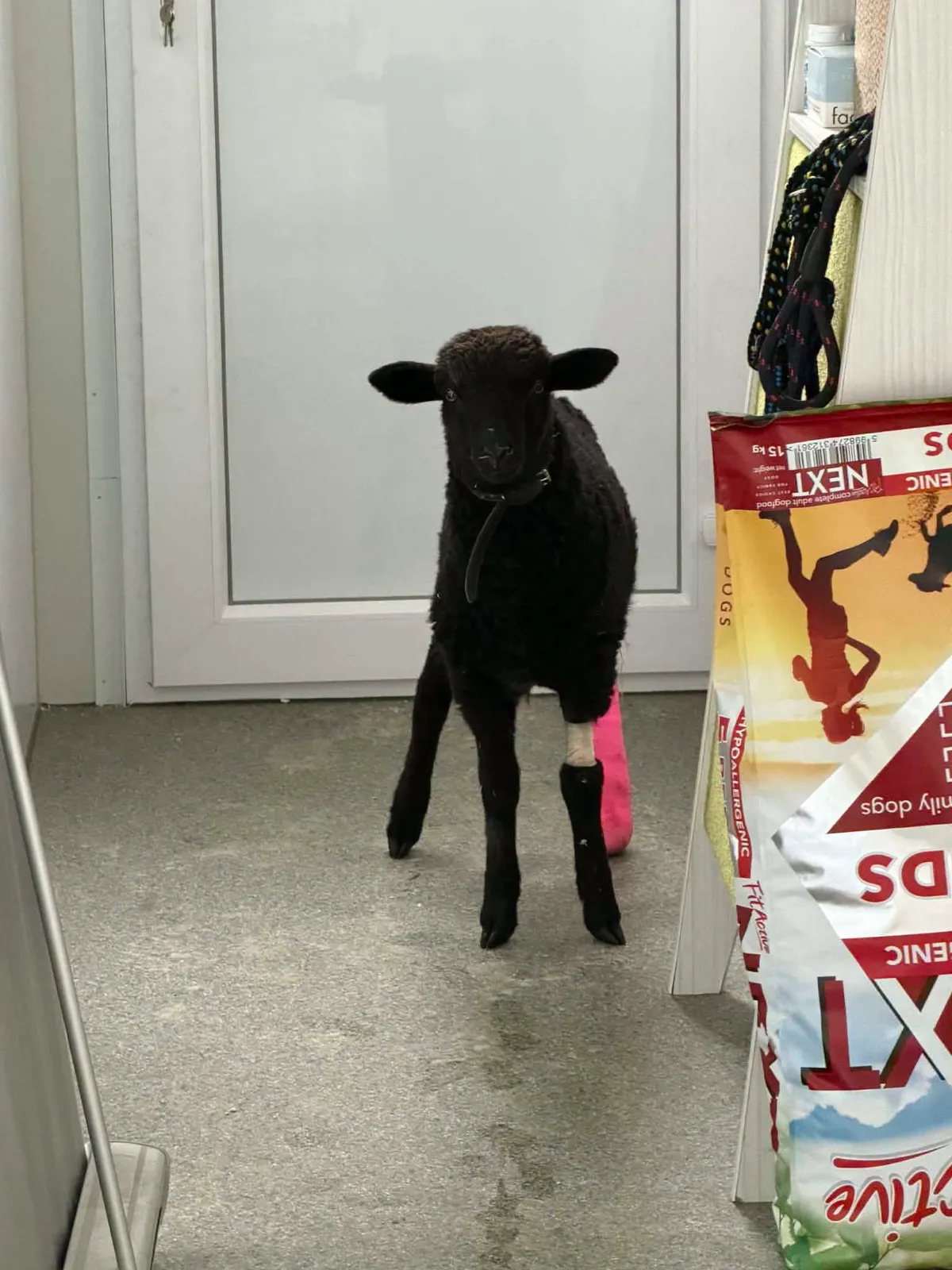 A kis fekete bárány hatalmasat küzdött