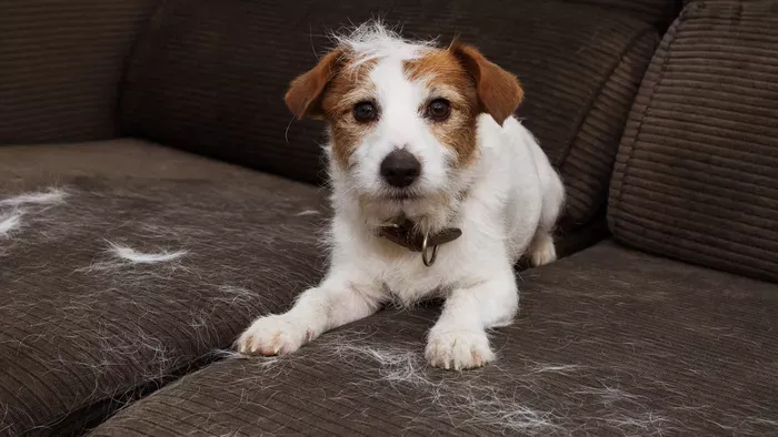 Állatszőr eltüntetése hatékonyan