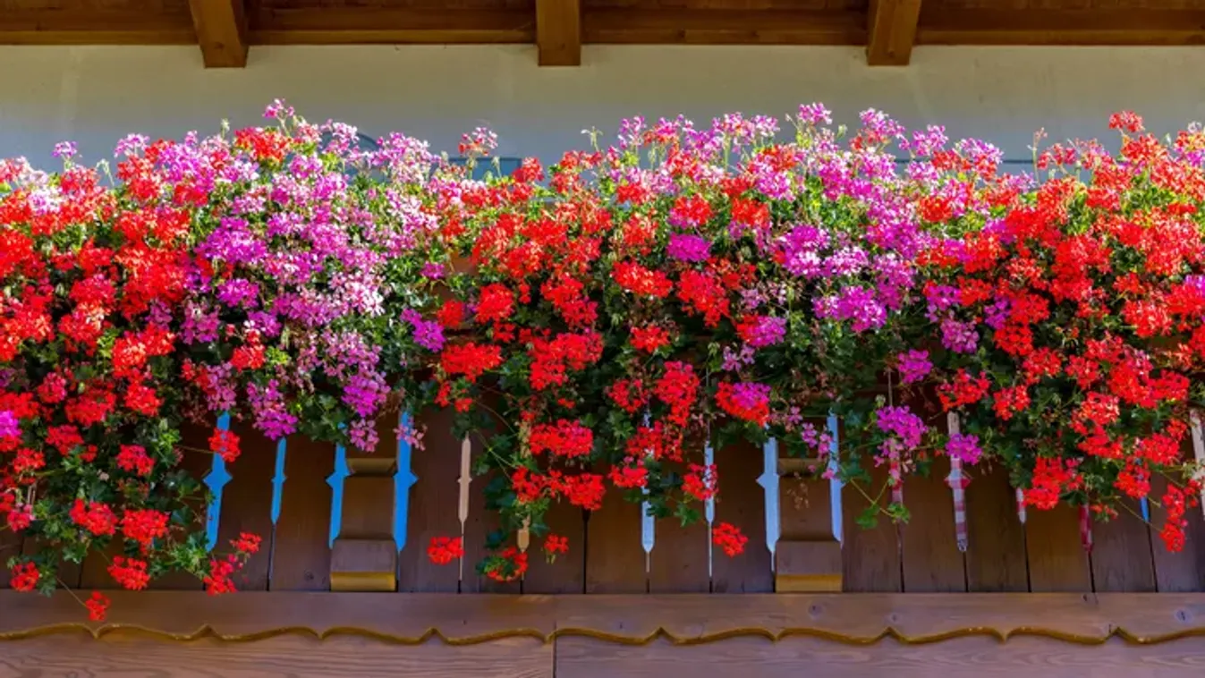 Nem virágzik a futómuskátlid? Ezzel az apró trükkel mesés fürtöket varázsolhatsz az erkélyedre