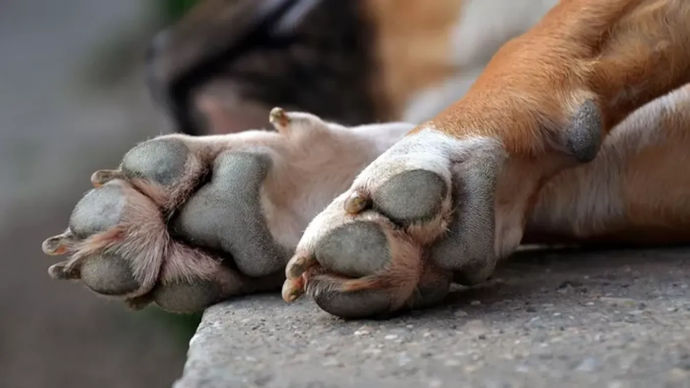 Horror Borsodivánkán: bosszúból ölte meg kutyáját egy férfi