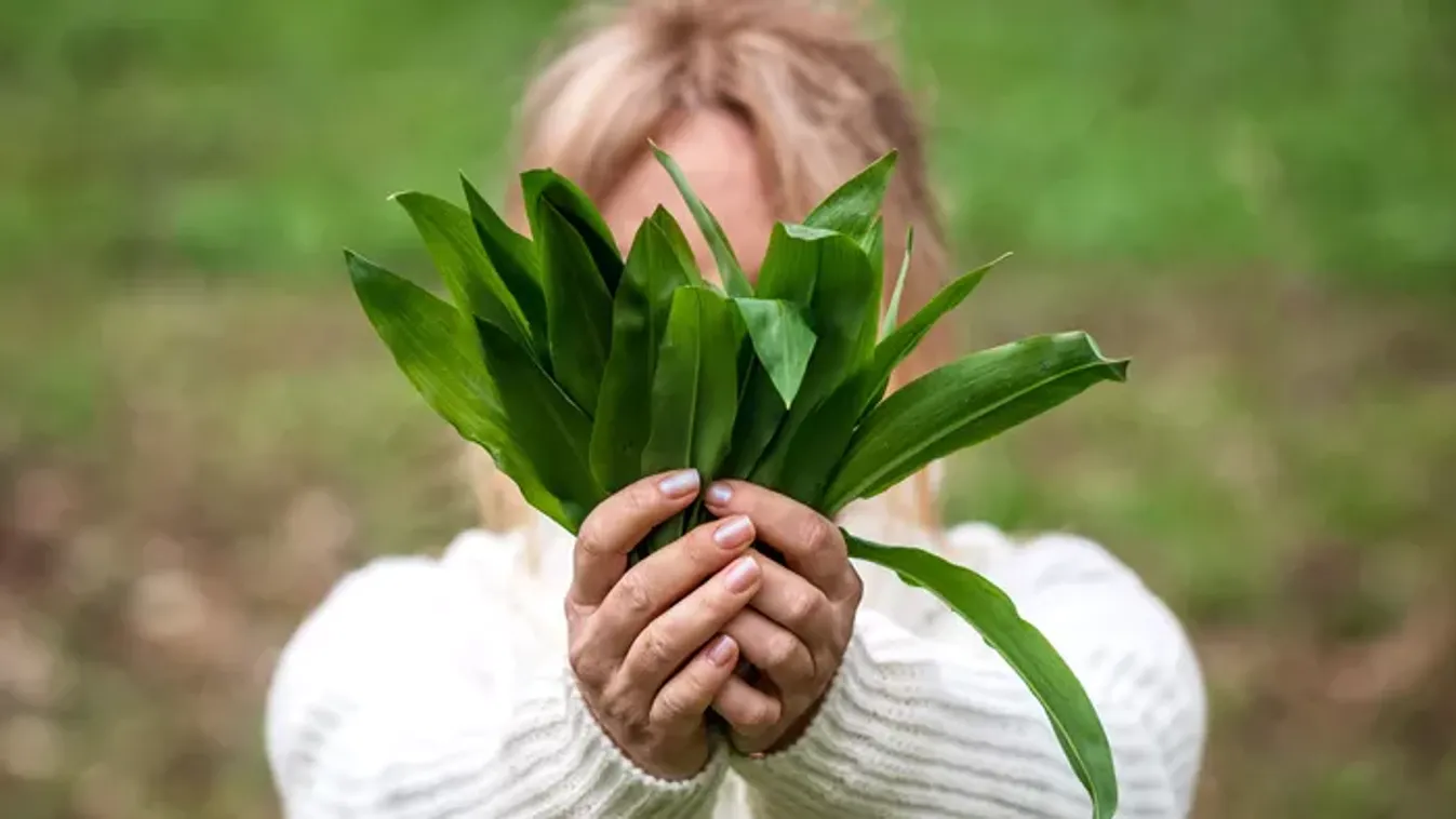 Halálos lehet, ha erre nem figyelsz: mutatjuk, hogyan érdemes medvehagymát gyűjteni