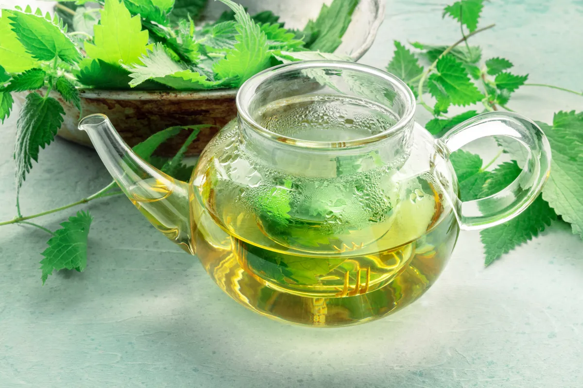 Csalántea csészében