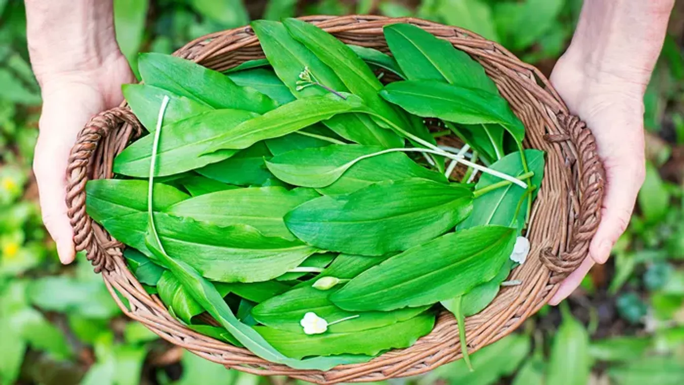 Medvehagyma hatása a szívre: most minden kiderül