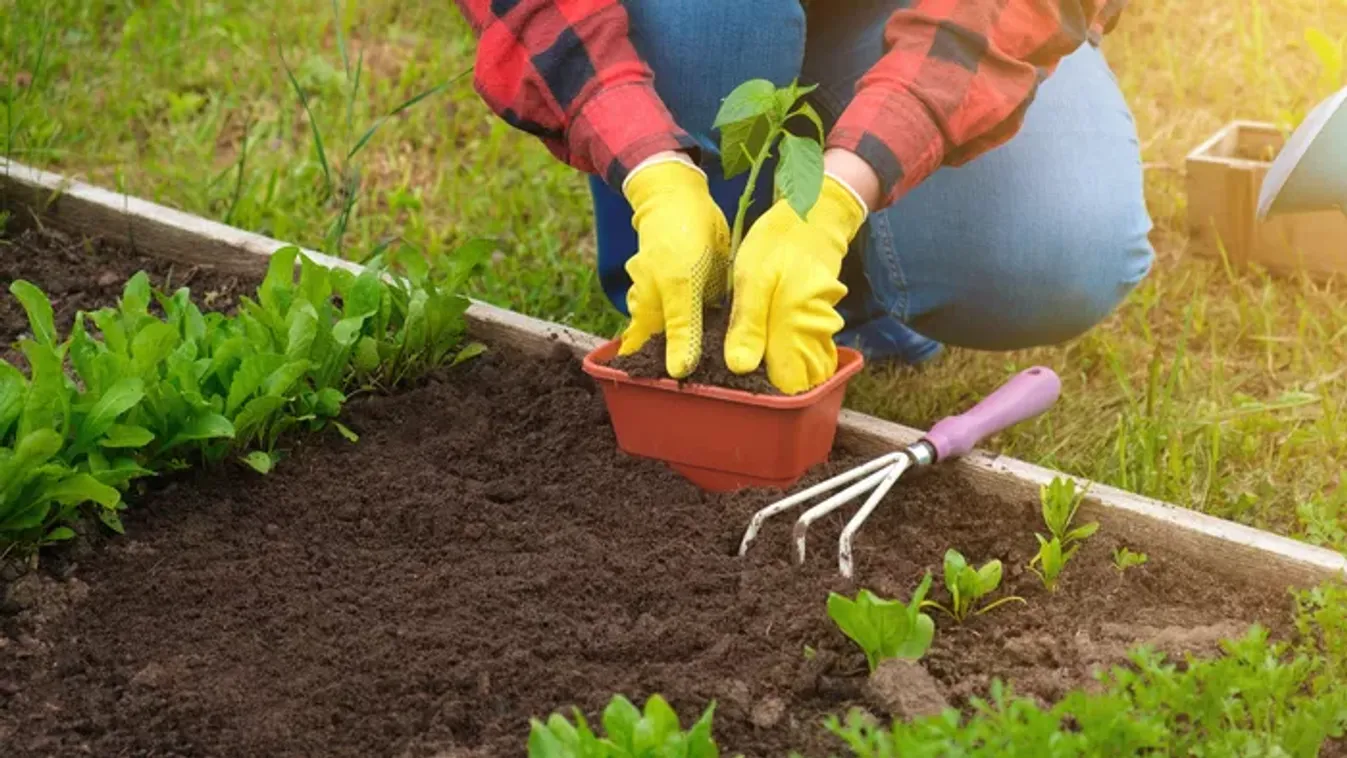 Mit ültessek áprilisban? Most jön a legfontosabb időszak, ha bőséges termést szeretnél