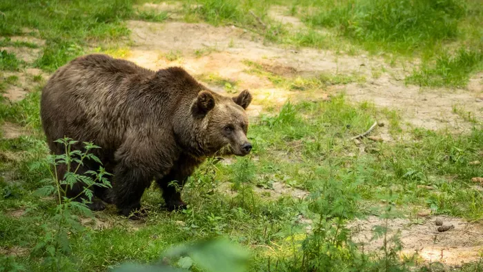 Ismét medvét láttak Magyarországon