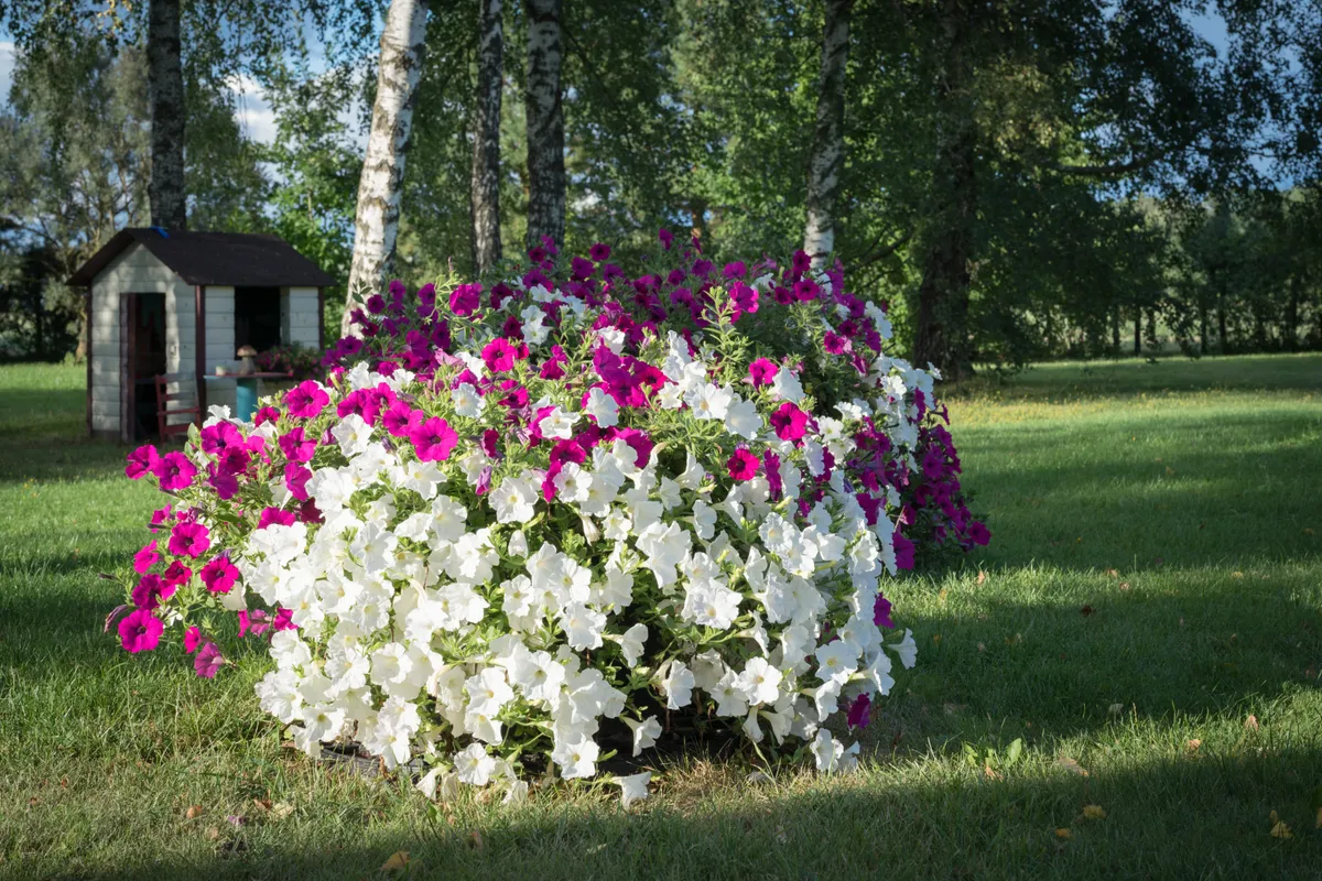 A petúnia gondozása szabadföldben.
