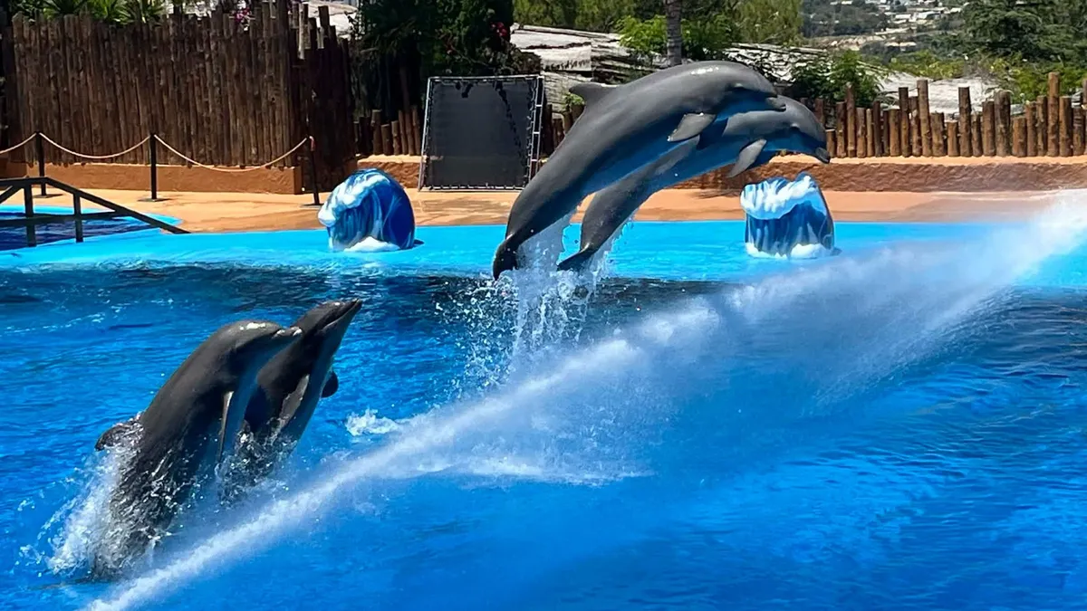 delfinshow Spanyolországban