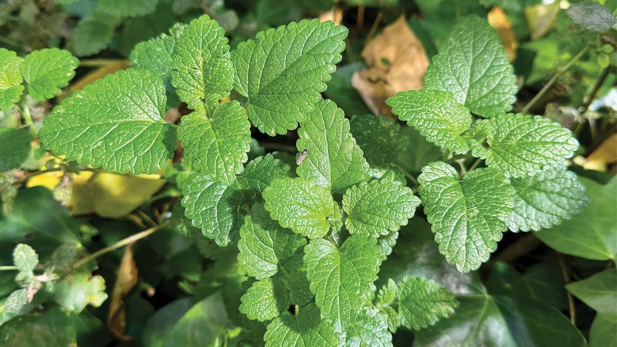 Citromfűszörp recept a kertben termő növényből.