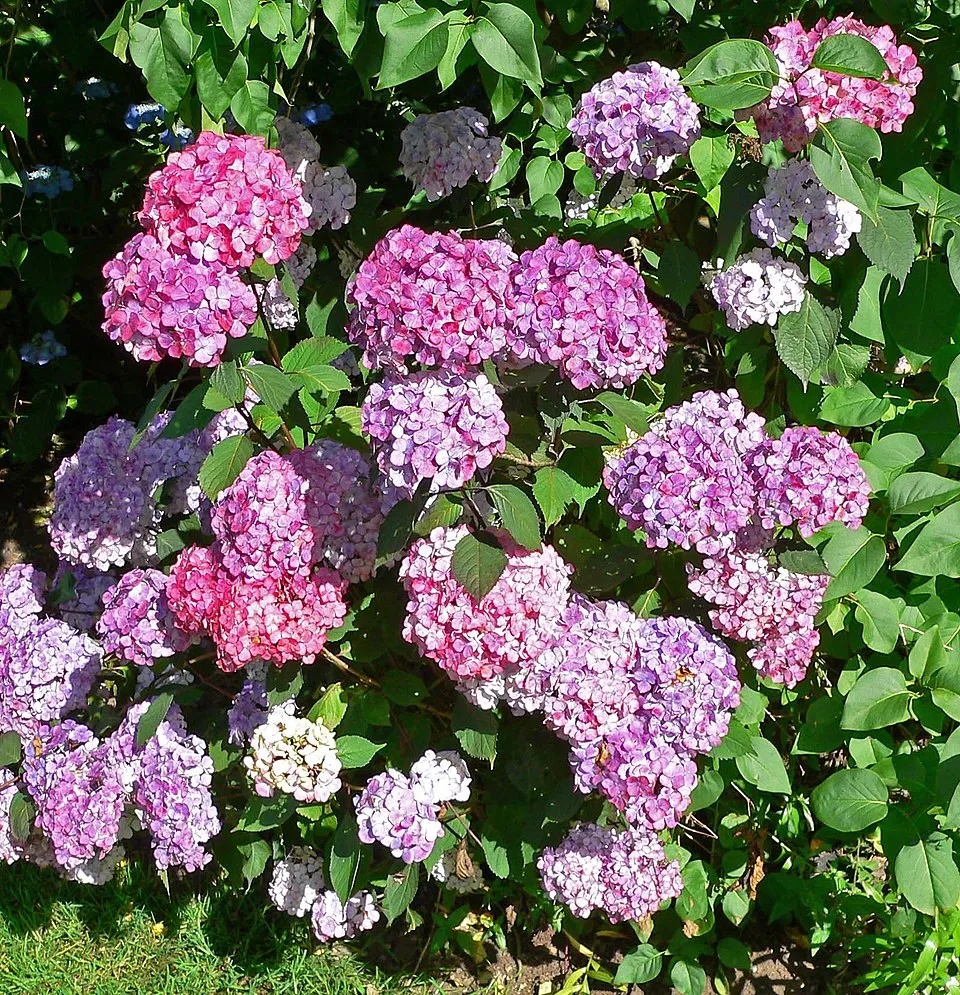 Hortenzia