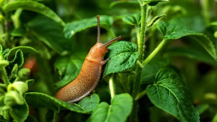 Így védheted meg a konyhakerted a meztelen csigáktól