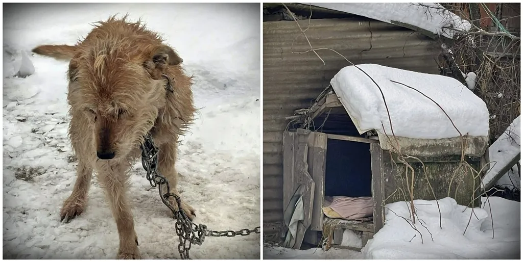 Vigyél Haza Alapítvány sikertörténet