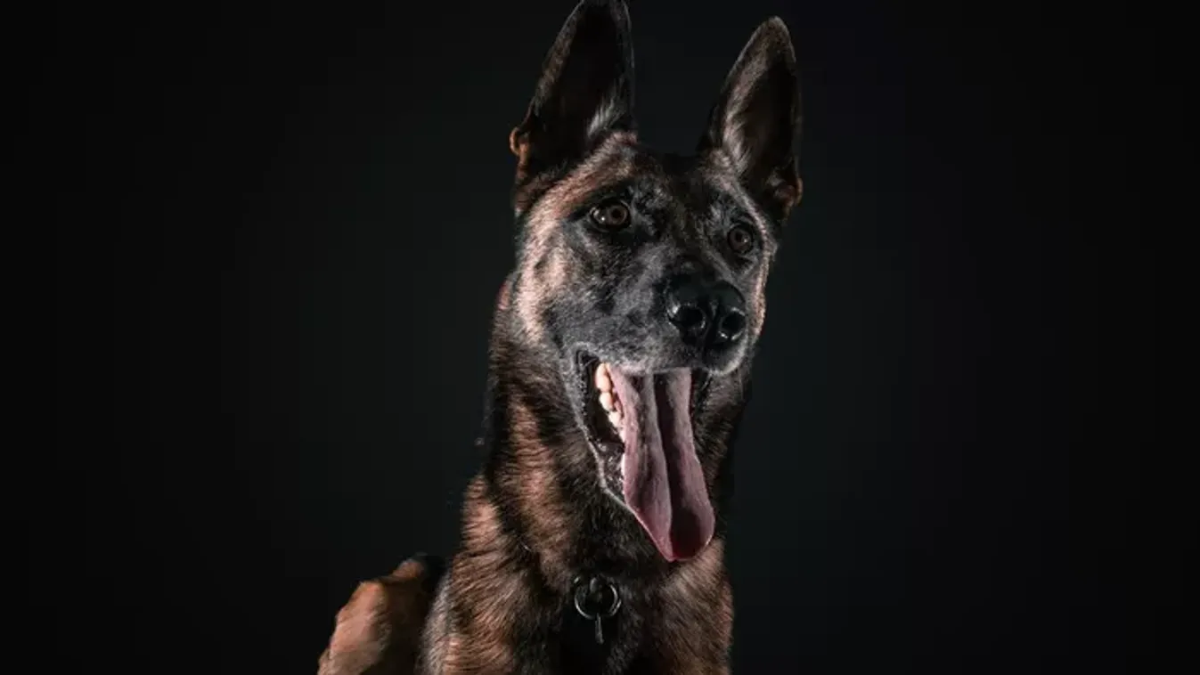 "Köszönjük a munkádat, Tico!" - Nyugdíjba vonul a rendőrség kábítószer-kereső kutyája