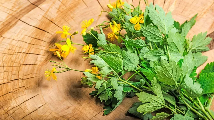 Nem csak szemölcsre jó – a vérehulló fecskefű gyógyhatásai