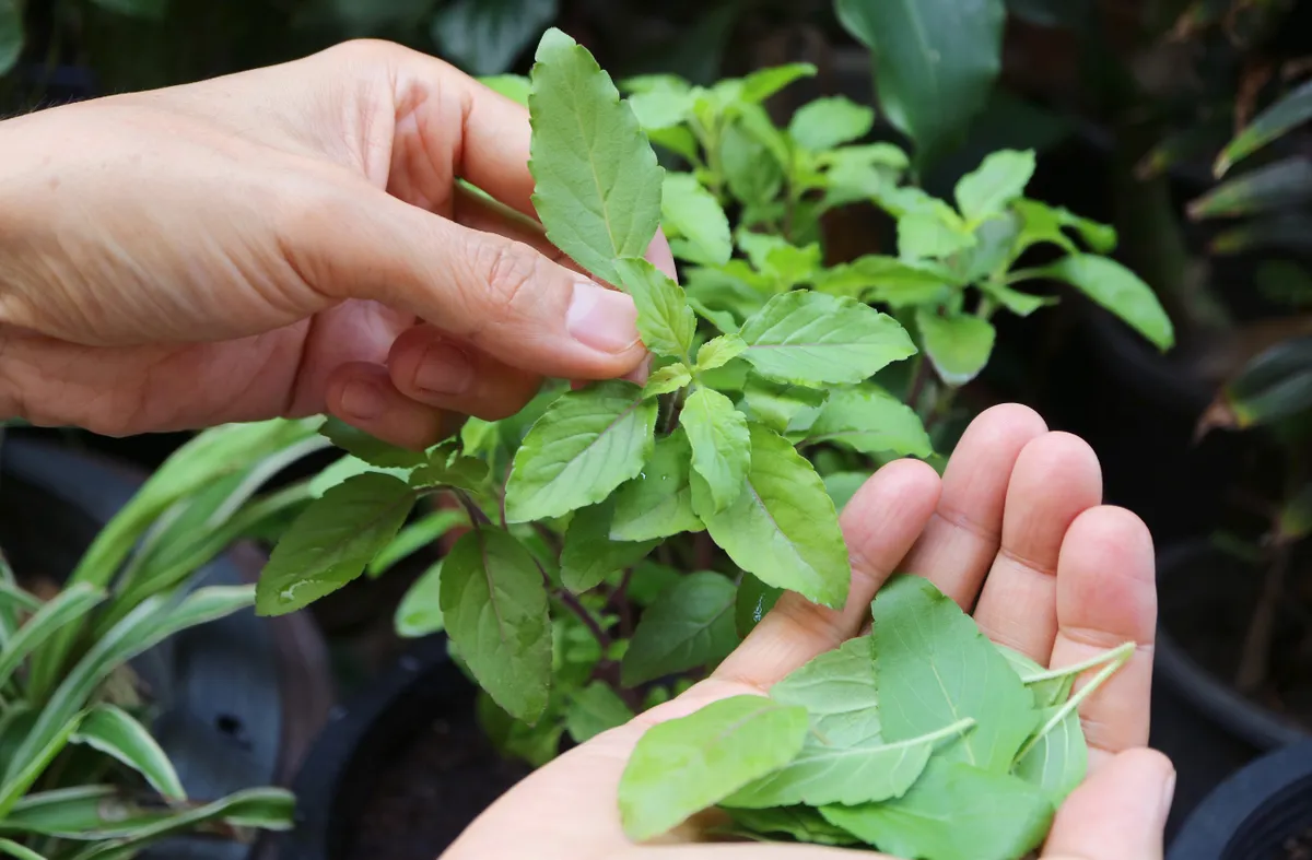 Tulsi, vagyis szent bazsalikom levelek.