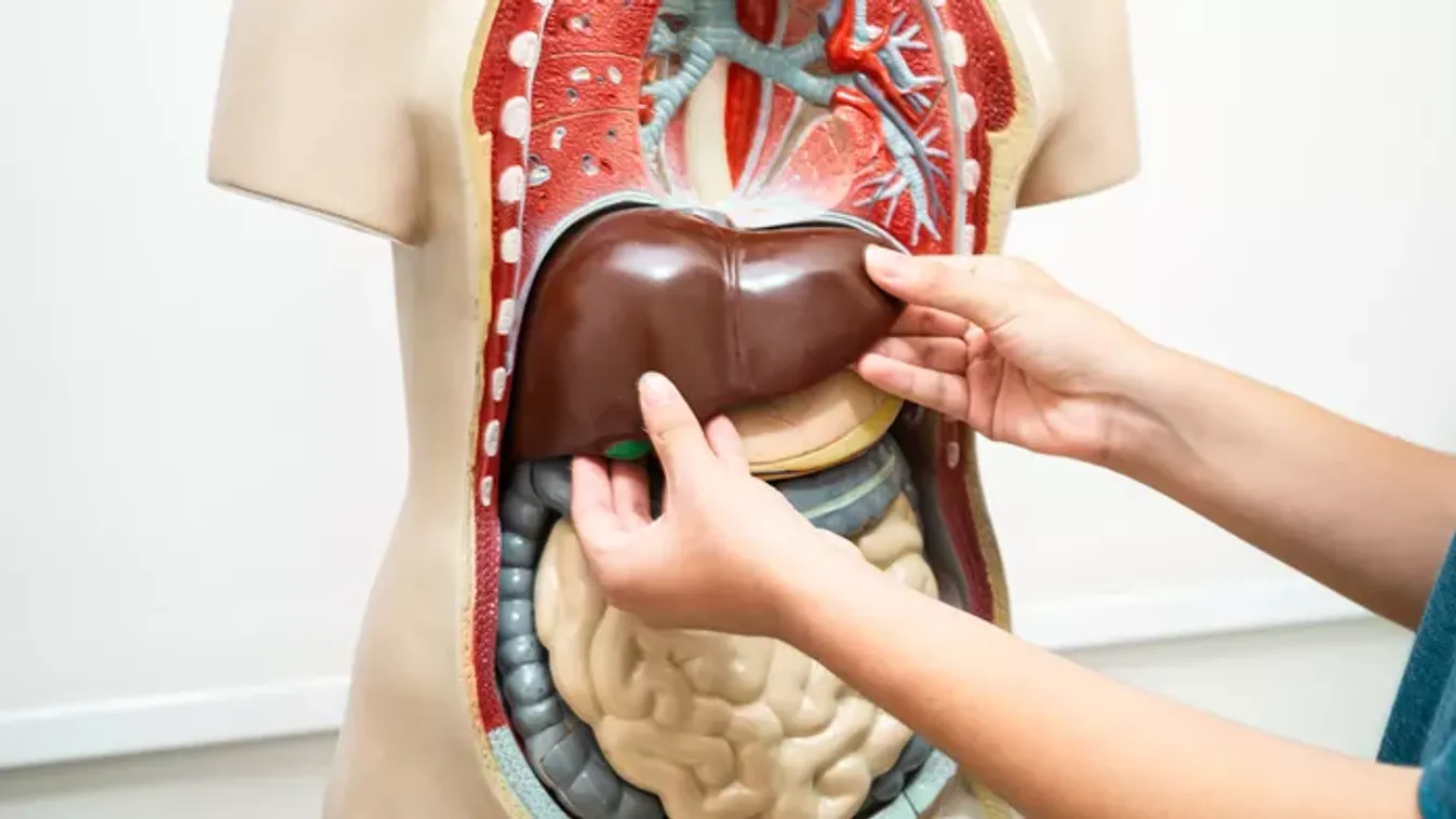 Lélek nélkül olcsóbb? Agy nélküli klónokkal oldanák meg a szervhiányt az amerikaiak