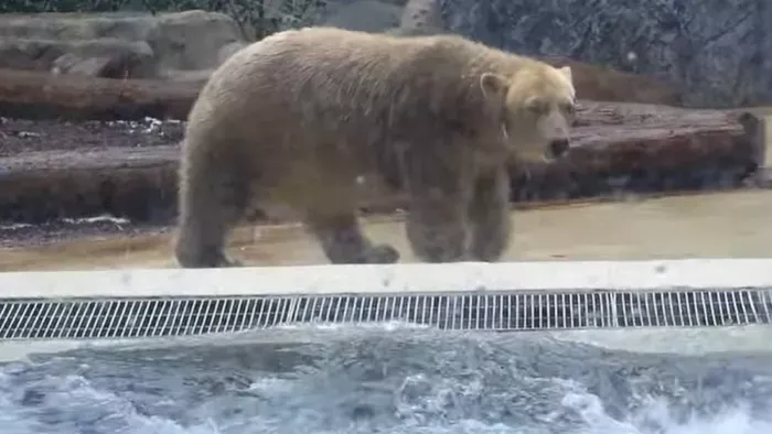 Így még nem láthattad a Nyíregyházi Állatpark jegesmedvéit!