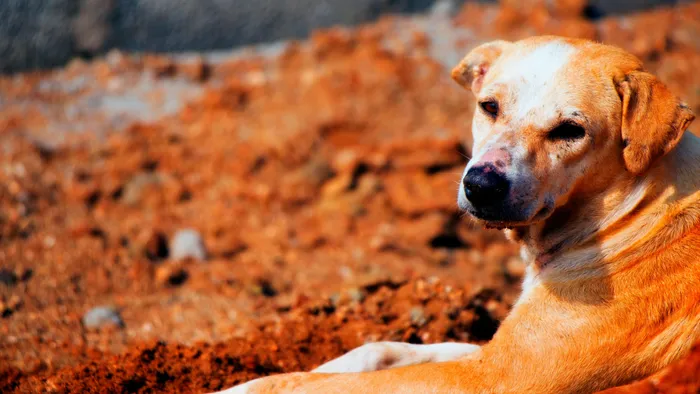 25 kutya nyomorgott egy lakásba zárva