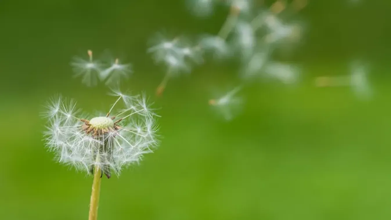 A pitypang a vágyak és kívánságok virága – így alkalmazd