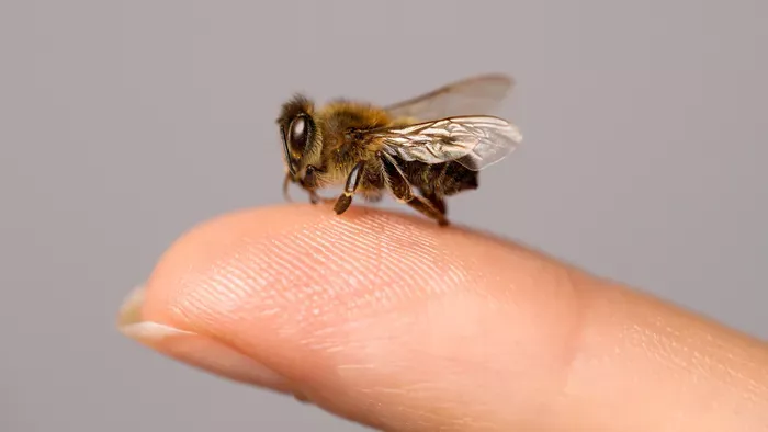 Megdöbbentő: 6 betegség, ahol segíthet a méhméreg