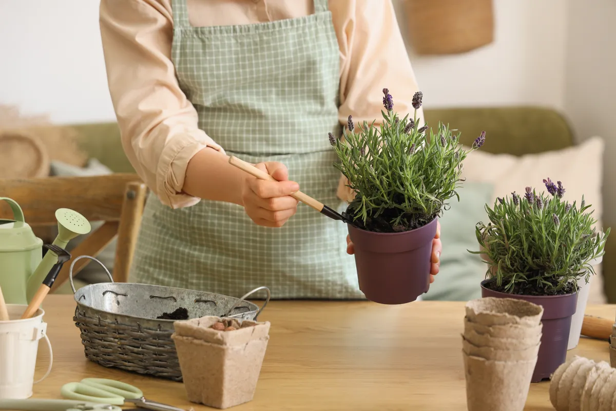 A levendula is fontos gyógynövény.