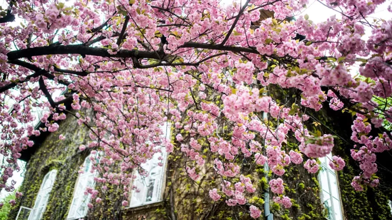 Nem kell Japánig utaznod a Sakura ünnepért – Budapesti helyszínek, ahol megcsodálhatod a cseresznyevirágzást