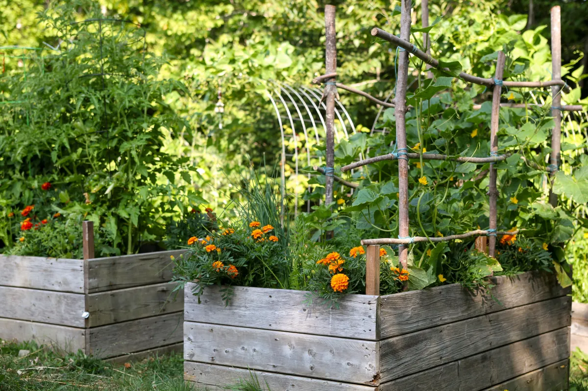 Magaságyás készítése során beültetett növények és zöldségek