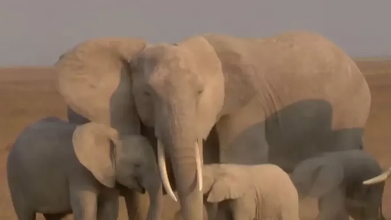 Agyontaposta egy elefánt a szafari-vezetőt