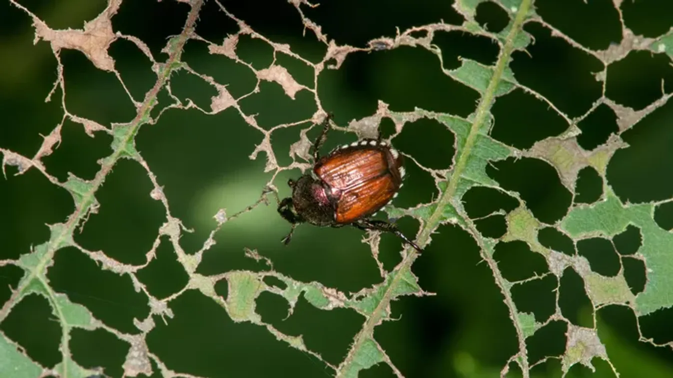A japán cserebogár lehet a kertek új ellensége hazánkban is?