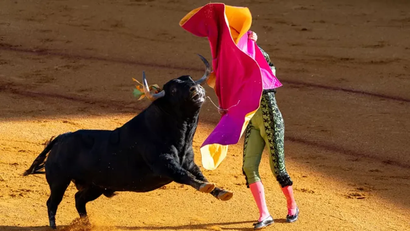 Végbélen öklelte a bika az egyik leghíresebb bikaviadort, súlyosan megsérült