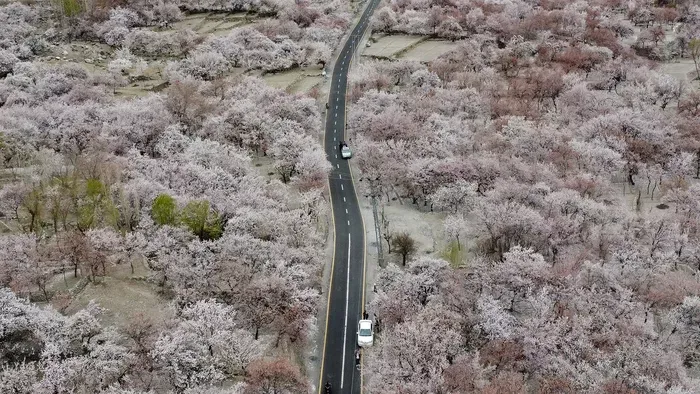 Az utolsó virágzás: búcsúznak a cseresznye- és szilvafák