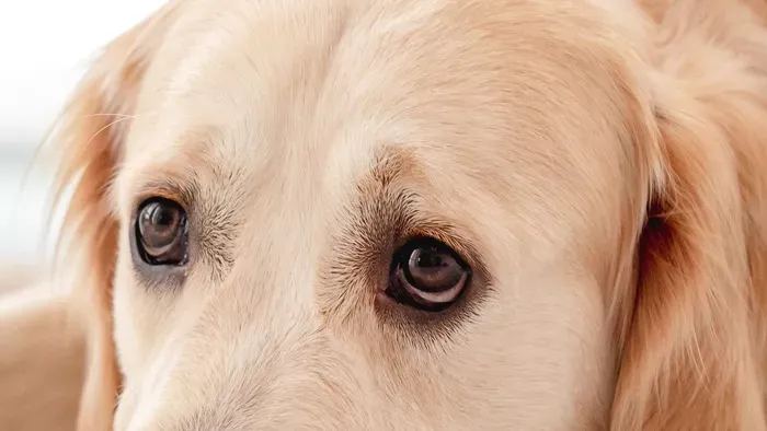 Ragadózok miatt figyelmeztetik a kutyásokat