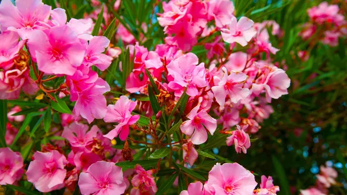 Filléres trükk: így borítsd virágba a leandered