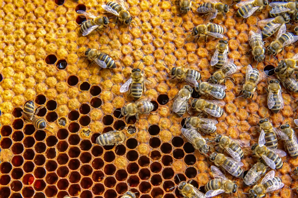 A méhméreg gyógyhatásai és méhek kaptárban