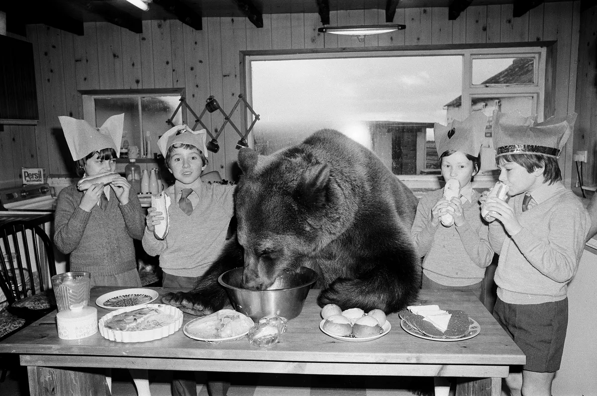 A grizzly medve a helyi iskolában