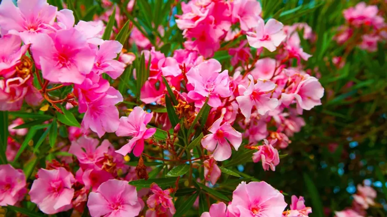 Ettől az egyszerű, filléres trükktől ontani fogják a virágokat a leanderek