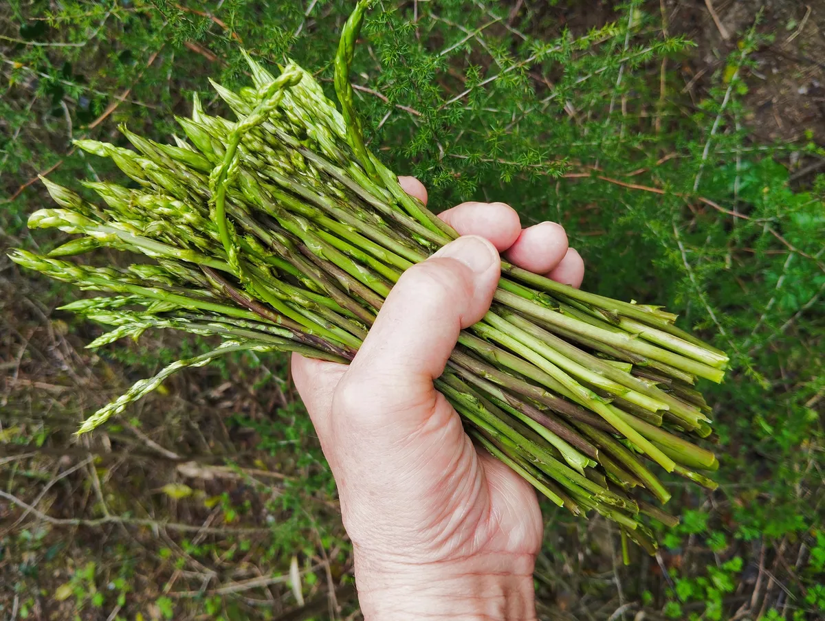 Egy csokor spárga kézben
