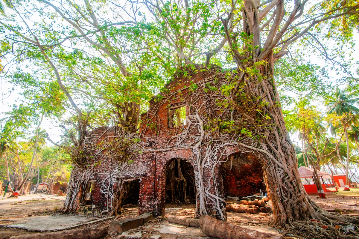 Fák gyökereivel benőtt gyarmati romok a Ross-szigeten, Indiában.