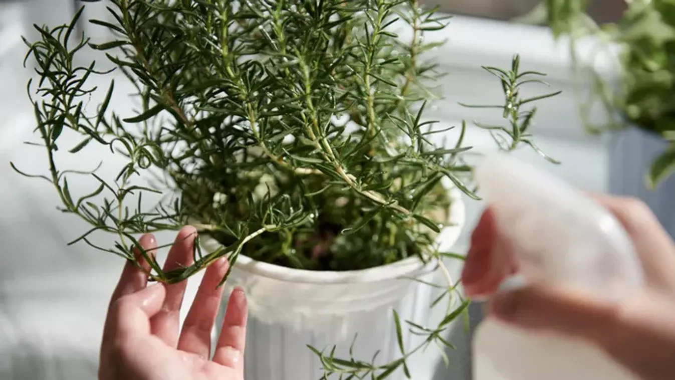 Így nevelj rozmaringot lakásban – tippek, amikkel neked is sikerülni fog