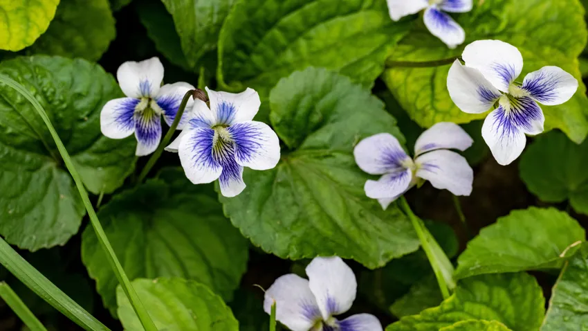 Kvíz kérdést ábrázoló kép