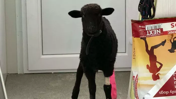 Rendőrök mentették meg a Budapesten elütött jószágot